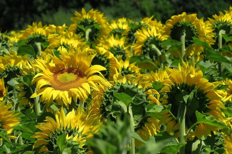 Sunflower